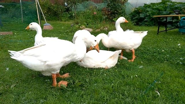 Гуси трёхнедельные. Домашний гусь. Ручной гусь. Гуси домашние. Домашняя птица гусь.