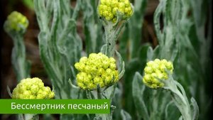 БЕССМЕРТНИК ПЕСЧАНЫЙ. Свойства, польза, вред / Захар Травник