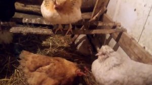 хохлатые куры несушки