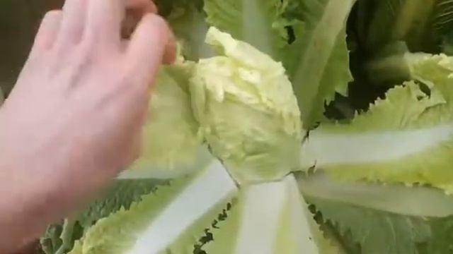 Пекинская капуста оптом Крым смотреть онлайн