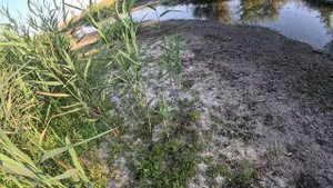 ОХОТА НА УТКУ 2024