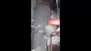 Сом 17,5 кг.mp4