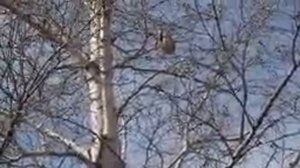 Гнездо рукавица. Синица ремез. 04 мая 2016 г.