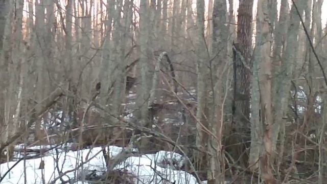 Работа лаек по лосю