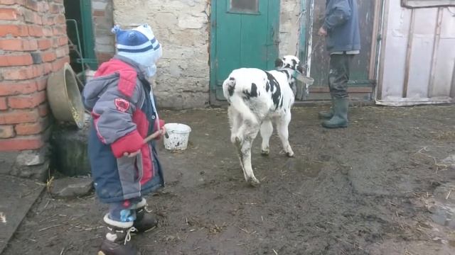Бичок. Віршик для наймолодших. Іде бичок хитається.