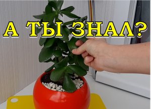 Как спасти ДЕНЕЖНОЕ ДЕРЕВО, если перелили????