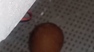 Инкубация куриных яиц. Таблица инкубации цыплят. Полный цикл. Появились новые цыплята.