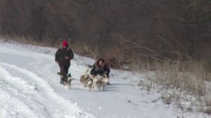 Катание на собачьих упряжках в Белгороде