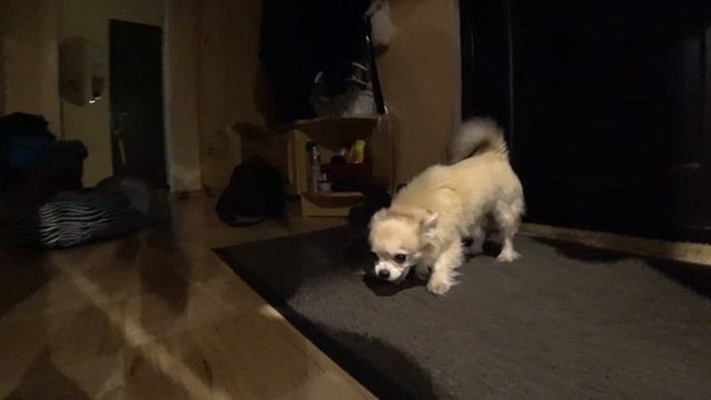 ЗЛЫЕ НЯШКИ. Кусь тебя за ногу смотреть онлайн