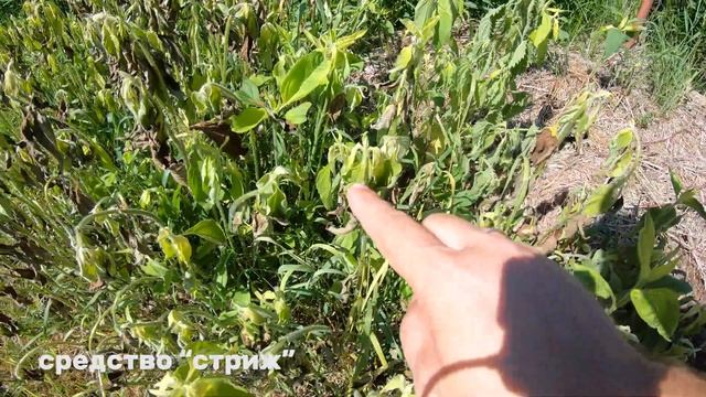 Обалдел от результата  Чем травить сорняк на участке #ДомОгород