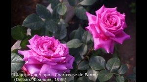 Краткий видео обзор розы  Шартрез де парм (Чайно гибридная) - Chartreuse de Parme (Delbard  1996)