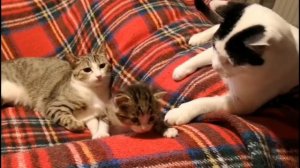 Мама-кошка защищает котёнка.