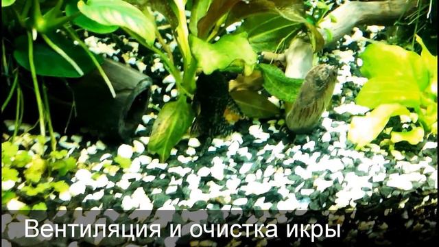 Размножение анцитрусов