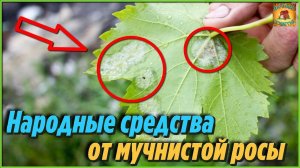 Мало кто знает эффективный способ как избавиться от мучнистой росы на растениях