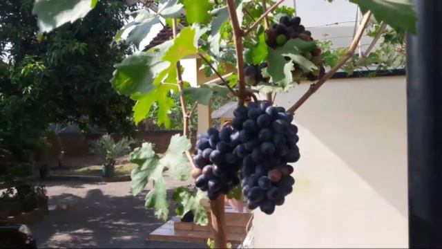 Академик Авидзба (Akademik Avidzba) 2018 смотреть онлайн