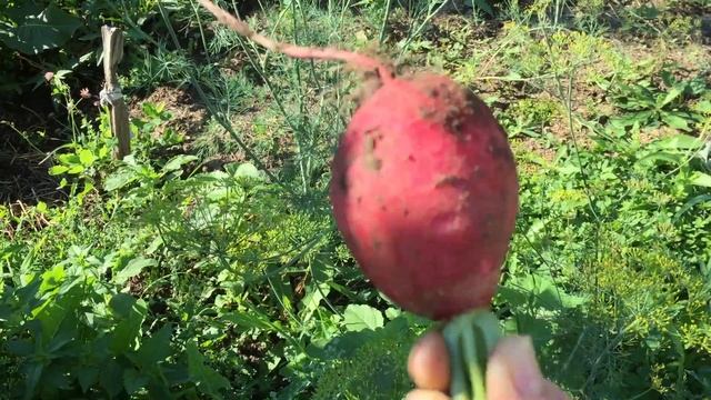 Августовский урожай редиски смотреть онлайн