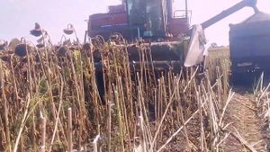 КОМБАЙН ГОРИТ , УБОРКА ПОДСОЛНЕЧНИКА 2023Г