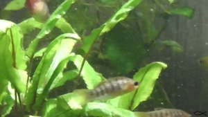 Данио Хопра