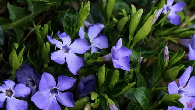 Барвинок (лат.  Vinca)