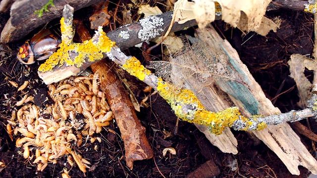 Lucihormetica verrucosa, «таракан-автомобильчик». Содержание в домашних условиях | Exo Home. смотреть онлайн