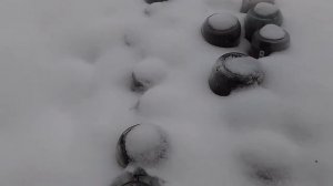 Как зимуют черенки роз под банками.