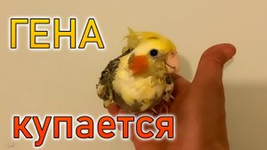 Гена купается ?. Попугайчик корелла.