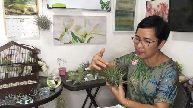 Airplants part 1