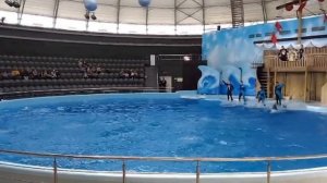 #5. Новосибирск. День 4. Дельфинарий. Океанариум. Отзывы