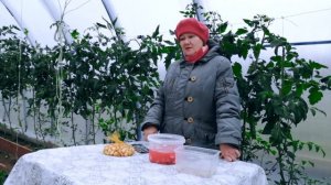 Озимый и яровой чеснок, посадка осенью под зиму