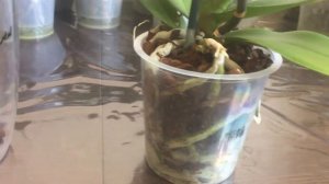 Моя новинка# Орхидея Ольборг (Aalborg)