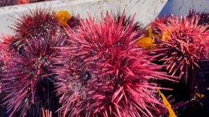 Морские Ежи!   Интересные факты.