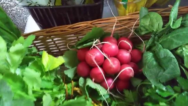 Магазин Овощная грядка.зелень смотреть онлайн