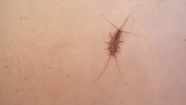 Вид мокрицы