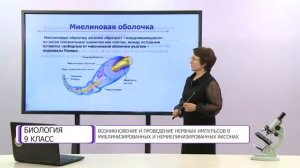 Биология. 9 класс. Мембранный потенциал, потенциал покоя и потенциал действия /15.12.2020/