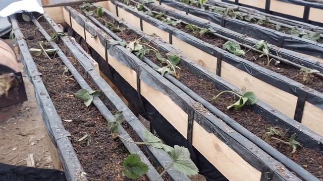 Хрущ в моей теплице... и как я с ним буду бороться смотреть онлайн