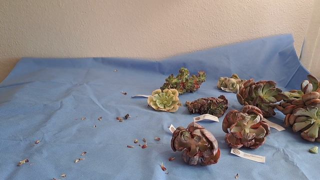 SUCCULENTS HAUL/ UNBOXING смотреть онлайн