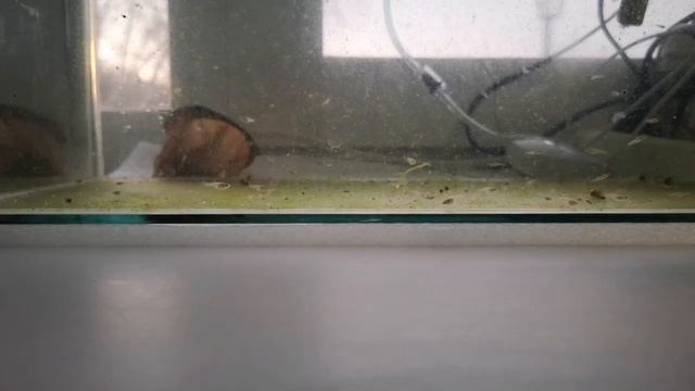 РАЗВЕДЕНИЕ ДАФНИИ В ДОМАШНИХ УСЛОВИЯХ смотреть онлайн