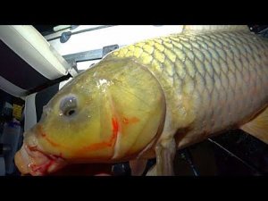 ДЕНЬ И НОЧЬ НА ДОНКИ КРОКОДИЛ! РЫБАЛКА НА САЗАНА С НОЧËВКОЙ