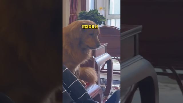 金子銀子互換主人的一天，真的太折磨狗狗了！ 千萬別再換了【憨憨金和帥帥銀】 смотреть онлайн