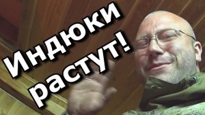 Индюкам нужен насест