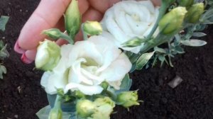 НАСЛАЖДАЮСЬ ЦВЕТЕНИЕМ ЭУСТОМЫ ПЕРЕД СРЕЗКОЙ НА БУКЕТЫ К 1 СЕНТЯБРЯ.