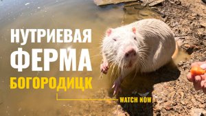 Идеальное место для отдыха 🌳🐾 Нутриевая ферма в Тульской области 👧👦 Куда пойти с детьми