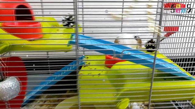 НОВЫЙ ГОД ДЛЯ ХОМЯКА. УКРАШАЕМ КЛЕТКУ ХОМЯЧКУ К НОВОМУ ГОДУ! смотреть онлайн