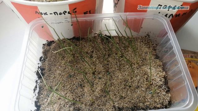 Рассада 2022 / Всходы  лука. Лук-порей и лук Эксибишен смотреть онлайн