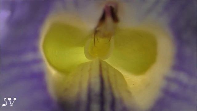 Thunbergia Grandiflora/ Тунбергия крупноцветковая / תונברגיה גדולת פרחים