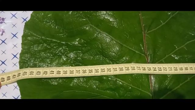 Мало кто знает о лечебных свойствах ЛОПУХА!!! смотреть онлайн