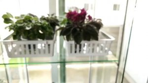 Мои Фиалочки!!!!