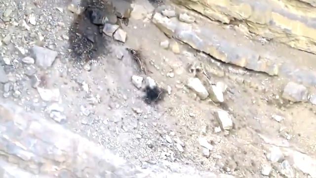 Снежный барс. Кровавая охота на сурка. смотреть онлайн