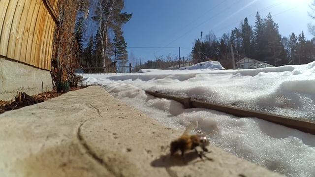 Лед. Пчела во льду. Весна пришла. Тает лед. Пробуждение пчелы. Замерзшие. Красивое видео. Тает снег смотреть онлайн
