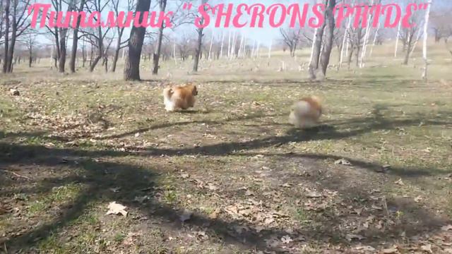 SHERONS PRIDE питомник шпицев